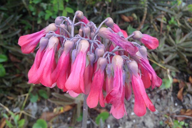 Chandelier Poisoning in Dogs - Symptoms, Causes, Diagnosis, Treatment, Recovery, Management, Cost