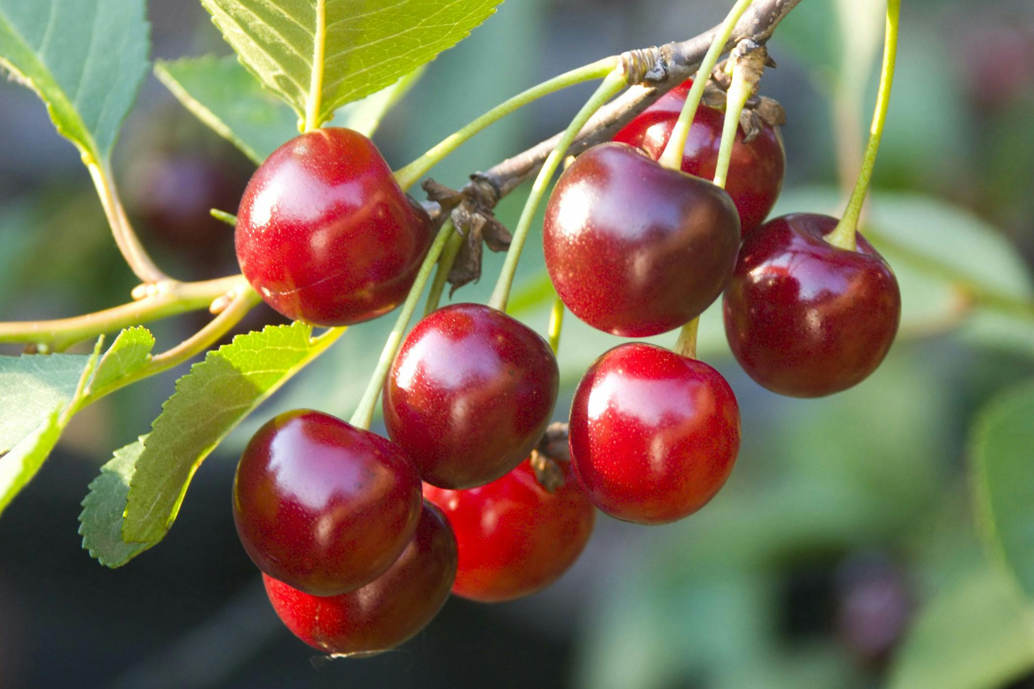 can dog eat cherry fruit