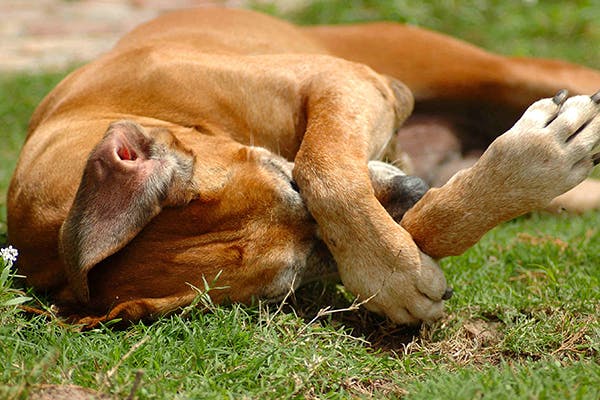 How to Treat Dog Mange | Dog mange, Dog skin problem, Dog 