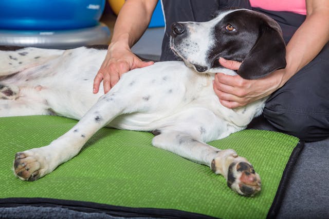 Chiropractic Care in Dogs - Conditions Treated, Procedure, Efficacy, Recovery, Cost, Considerations, Prevention