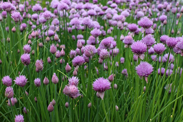 Chives Poisoning - Symptoms, Causes, Diagnosis, Treatment, Recovery, Management, Cost