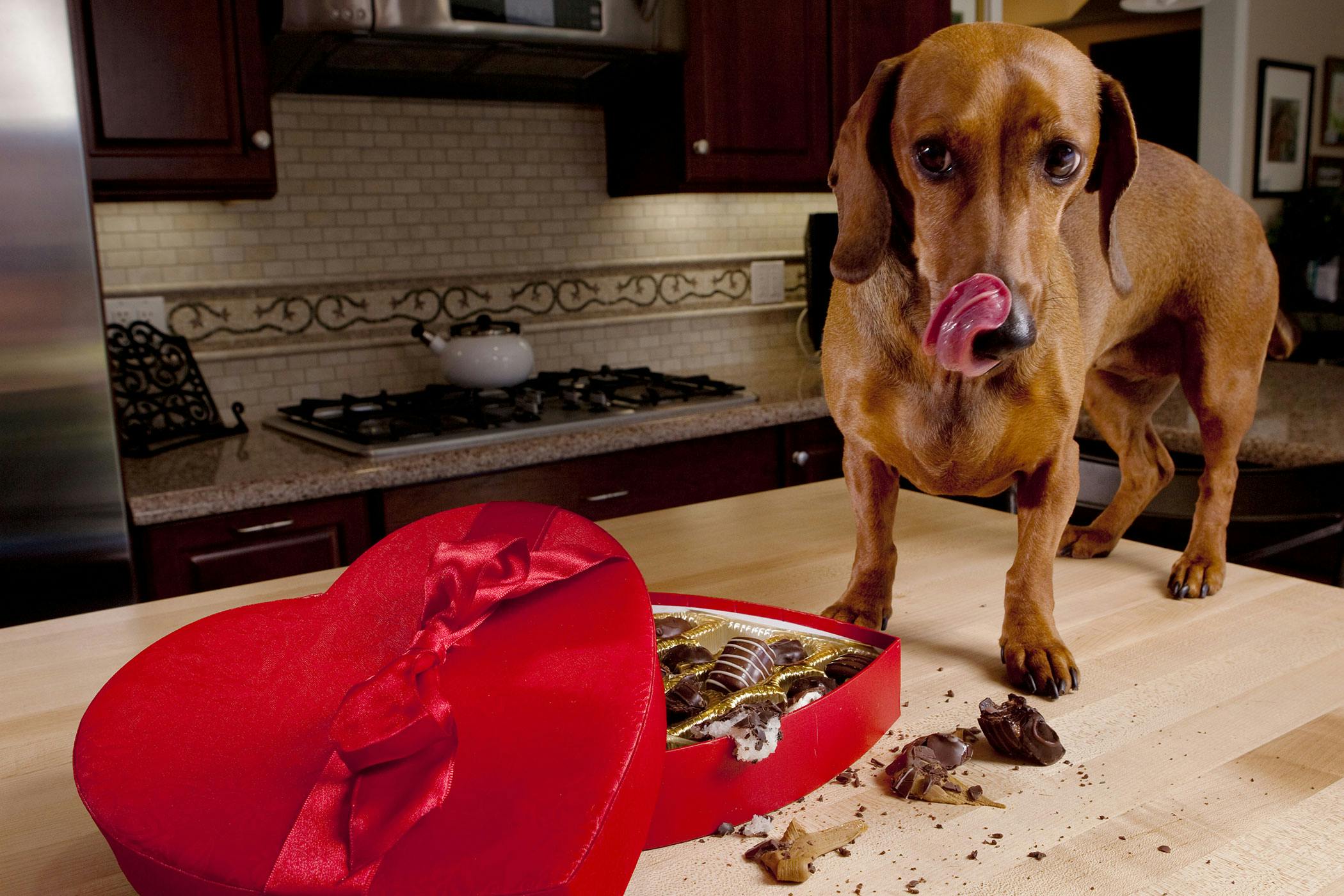 What is in chocolate that's bad for outlet dogs