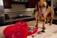 Chocolate Poisoning In Dogs Symptoms Causes Diagnosis Treatment 