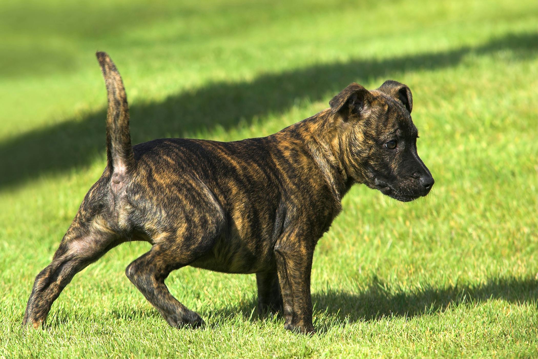 alaunt dog breed info about whats this