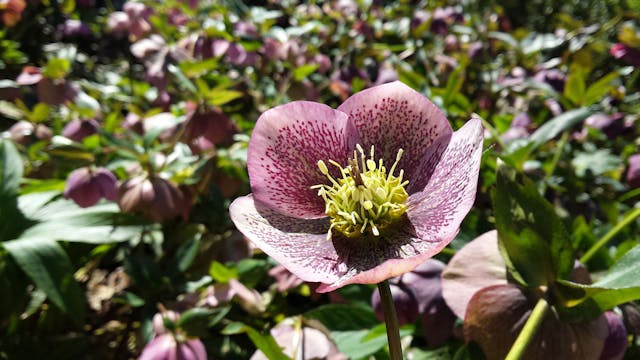 Christmas Rose Poisoning - Symptoms, Causes, Diagnosis, Treatment, Recovery, Management, Cost