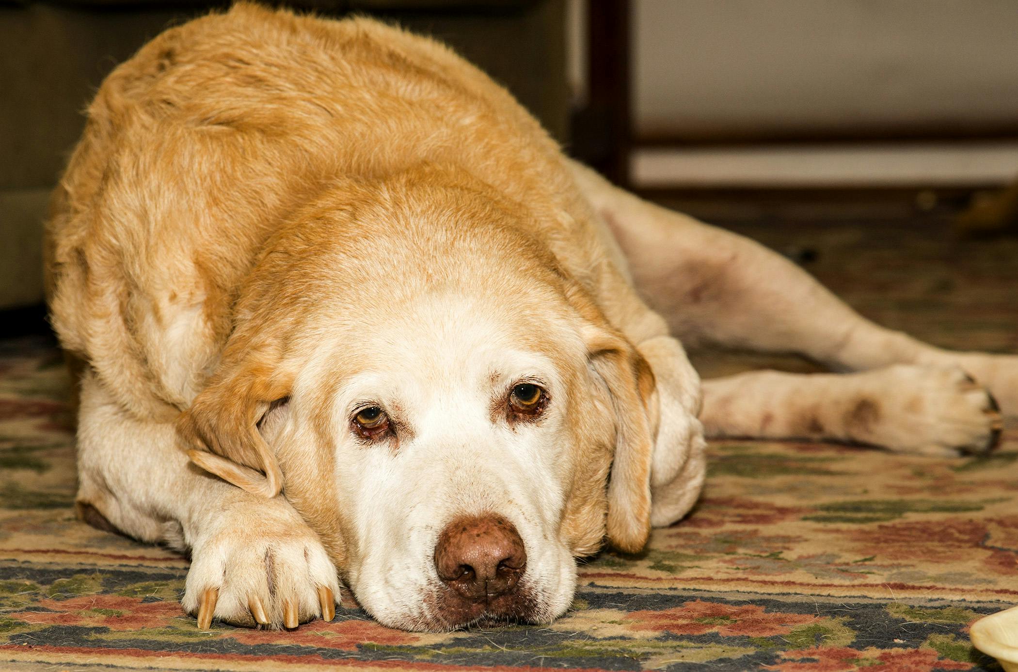Chronic Leukemia in Dogs - Symptoms, Causes, Diagnosis, Treatment ...