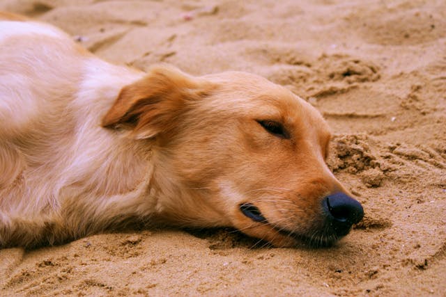 Chrysotherapy in Dogs - Conditions Treated, Procedure, Efficacy, Recovery, Cost, Considerations, Prevention