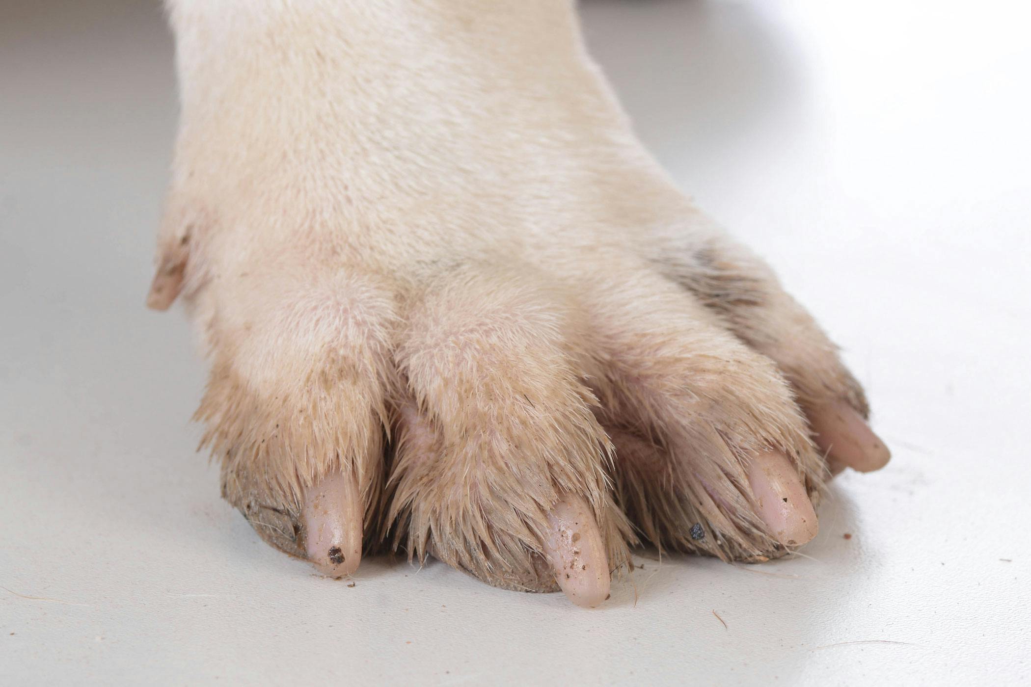 Dog infected toenail clearance bed