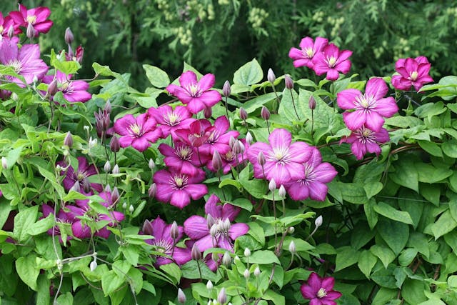 Clematis Poisoning in Dogs - Symptoms, Causes, Diagnosis, Treatment, Recovery, Management, Cost
