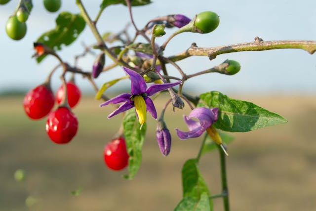 Climbing Nightshade Poisoning in Dogs - Symptoms, Causes, Diagnosis, Treatment, Recovery, Management, Cost