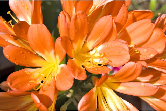 Clivia Lily Poisoning in Dogs - Symptoms, Causes, Diagnosis, Treatment, Recovery, Management, Cost