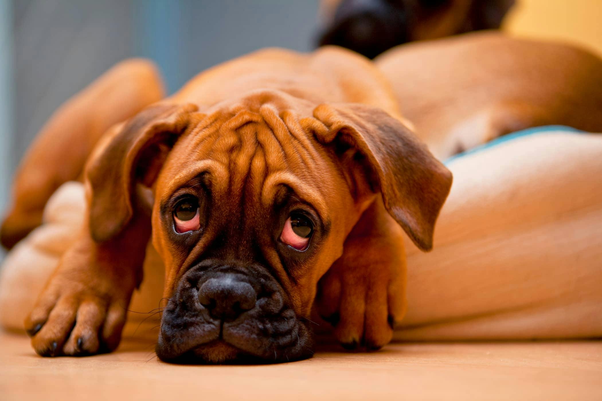 Boxer Lonely