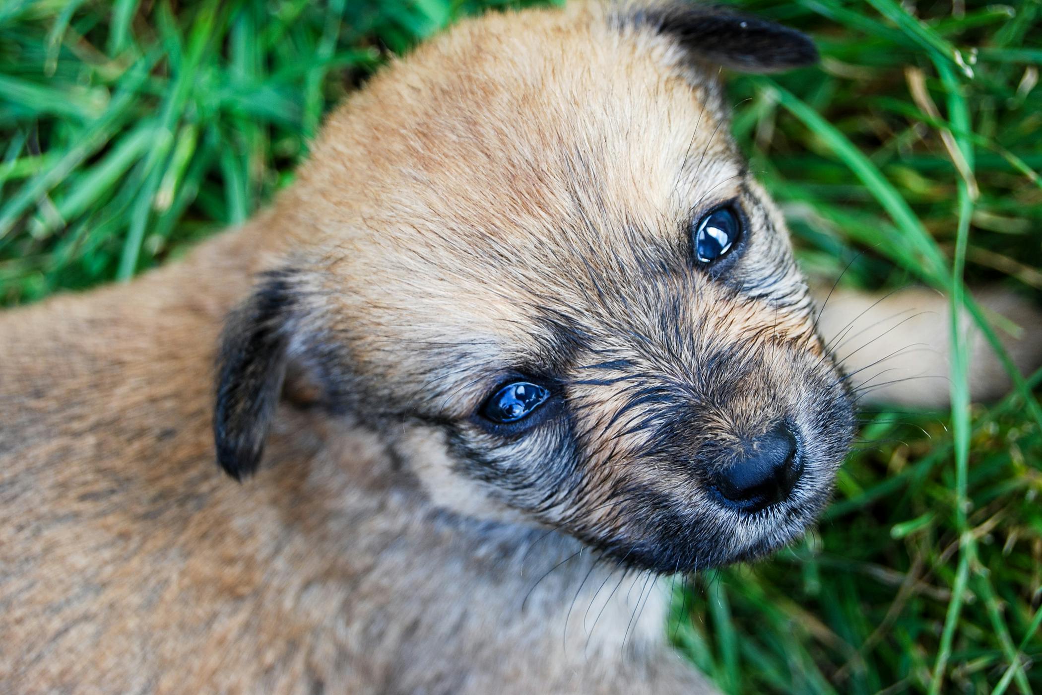 what bacteria is in dog poop