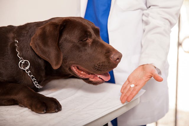 Clotting Deficiency (Liver Related) in Dogs - Symptoms, Causes, Diagnosis, Treatment, Recovery, Management, Cost