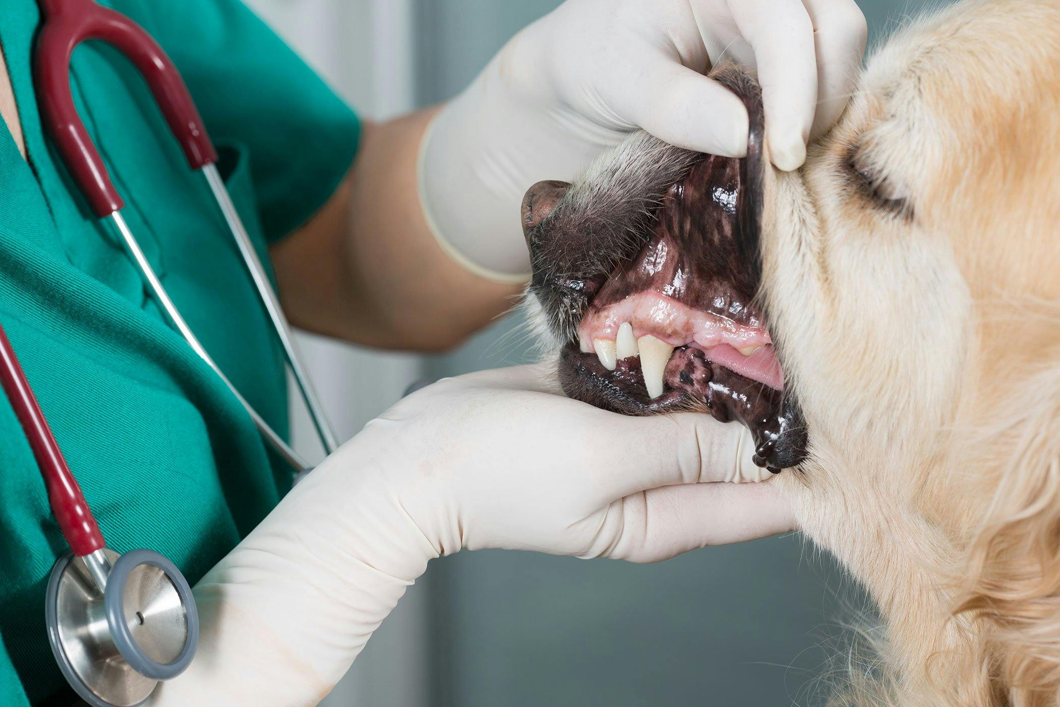 what causes blood clot in dogs