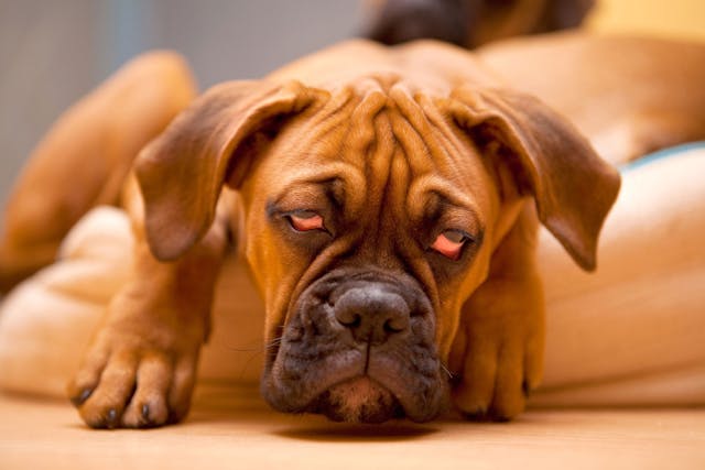 Cobalt Poisoning in Dogs - Symptoms, Causes, Diagnosis, Treatment, Recovery, Management, Cost