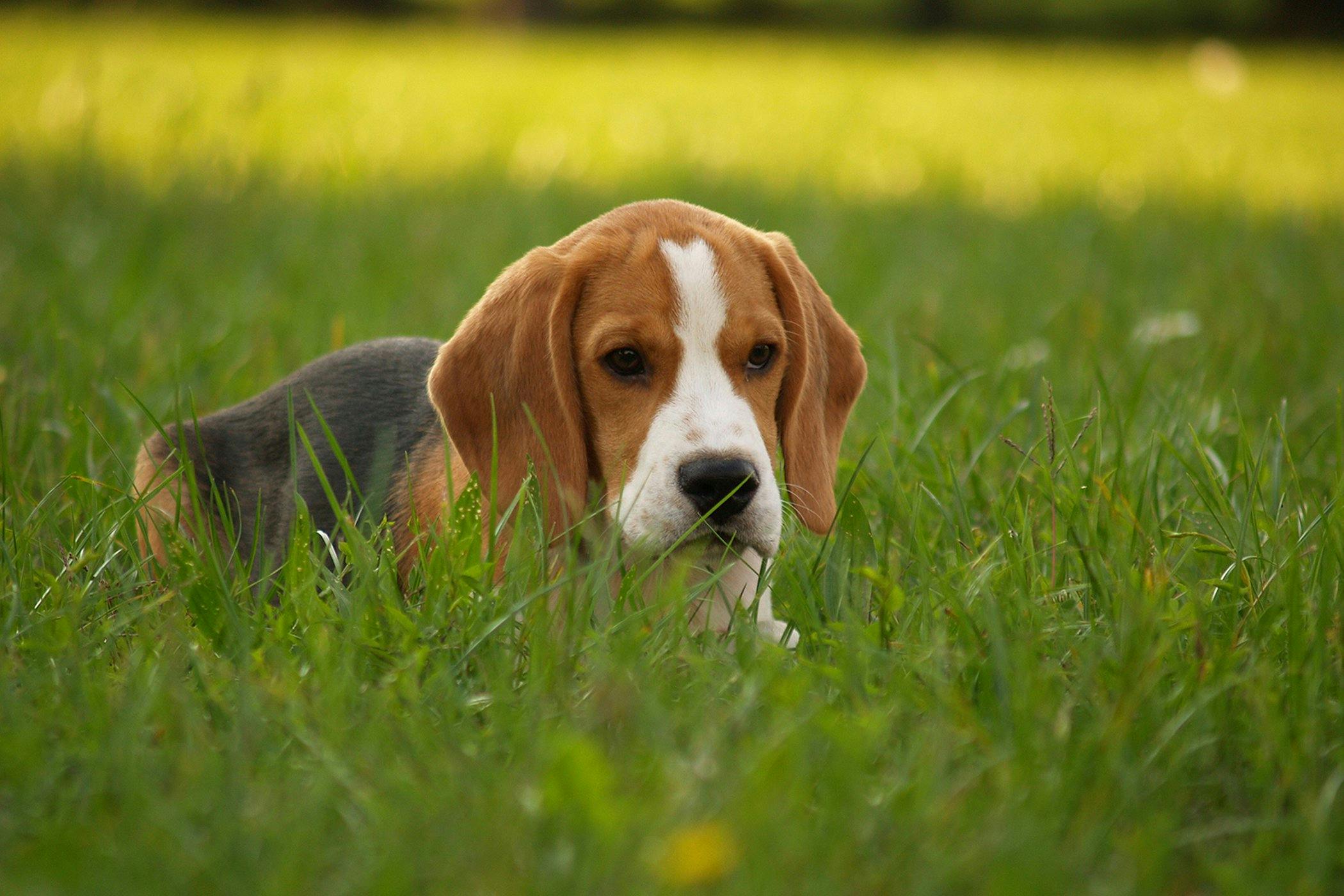 what causes coccidia in puppies