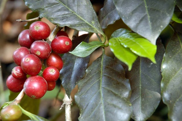 Coffee Tree Poisoning in Dogs - Symptoms, Causes, Diagnosis, Treatment, Recovery, Management, Cost