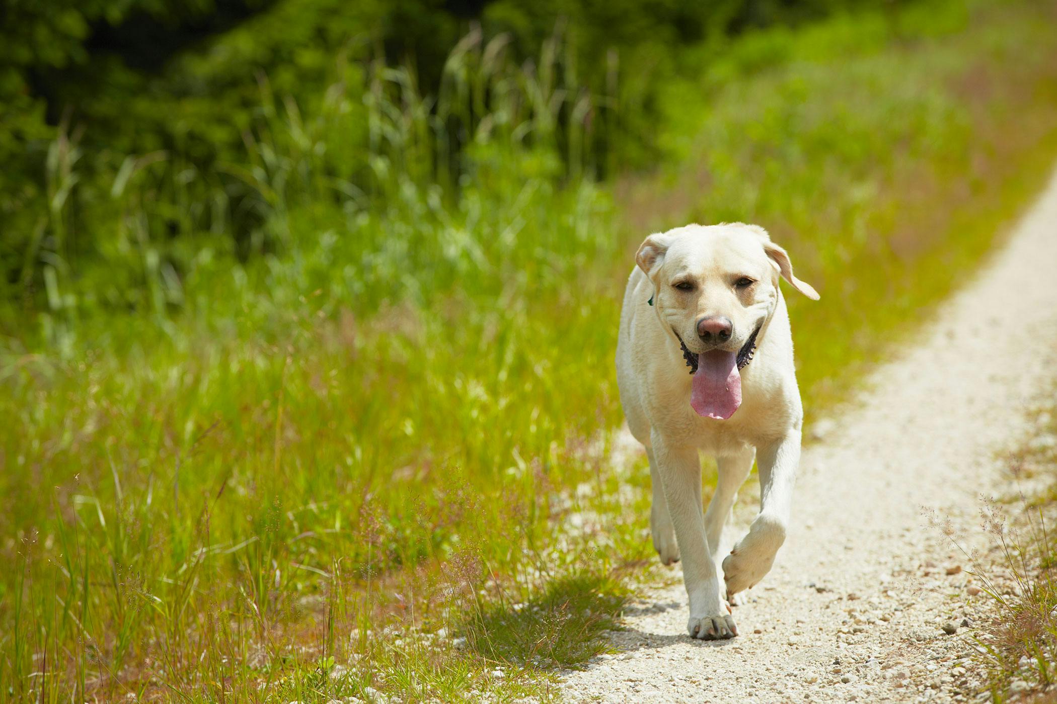 Collection of Fluid in the Lungs (Not Due to Heart Disease) in Dogs ...