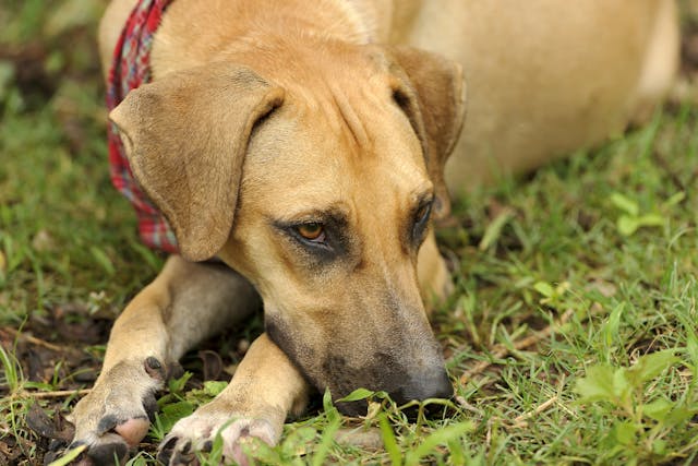 Complement Deficiency in Dogs - Symptoms, Causes, Diagnosis, Treatment, Recovery, Management, Cost