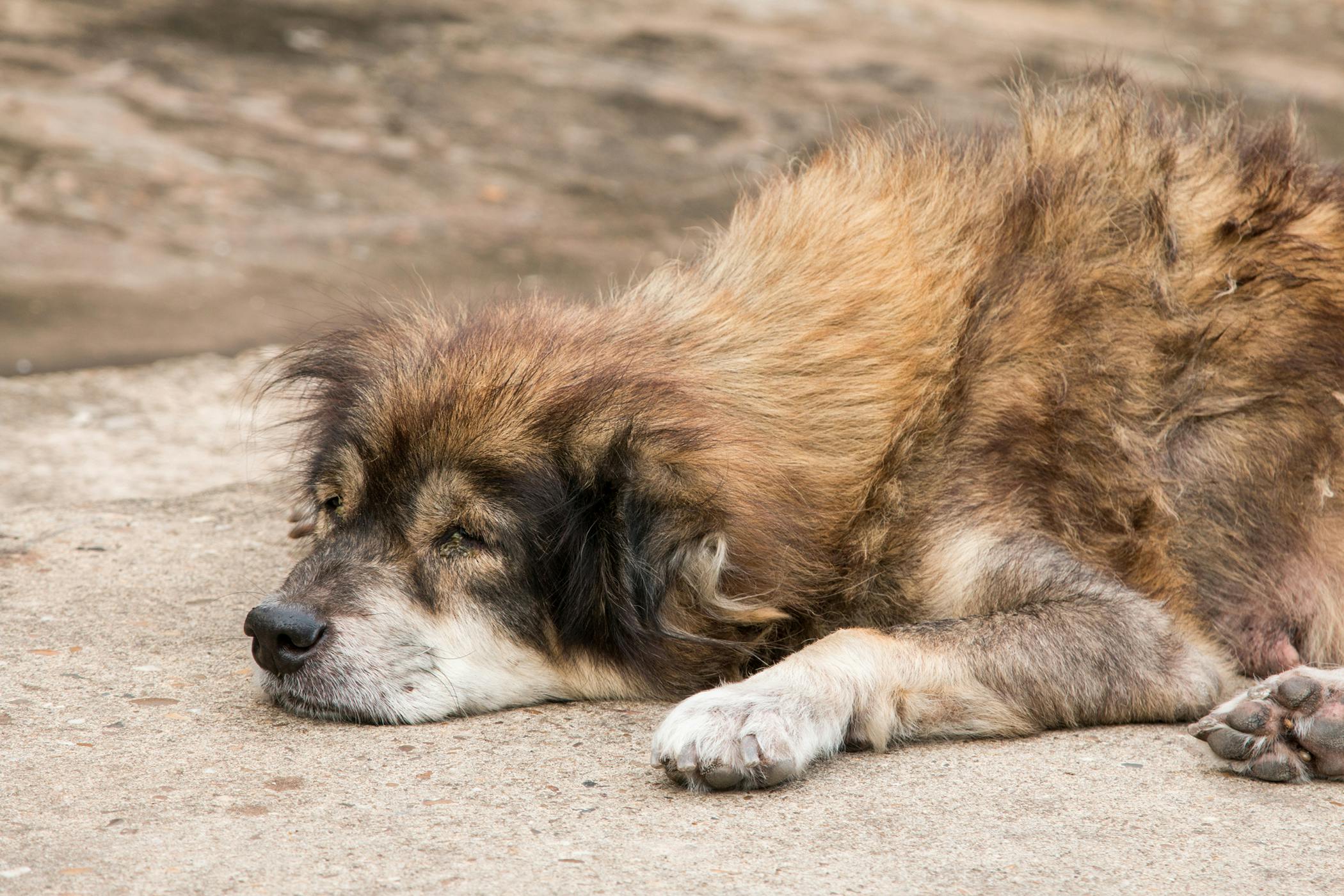 can a dog live with one lung