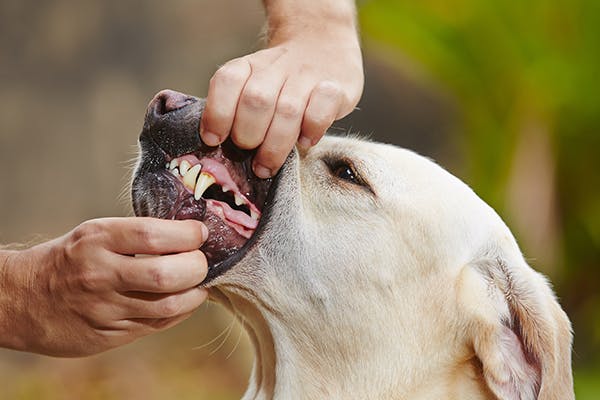 Congenital Dental Disorders in Dogs - Symptoms, Causes, Diagnosis, Treatment, Recovery, Management, Cost