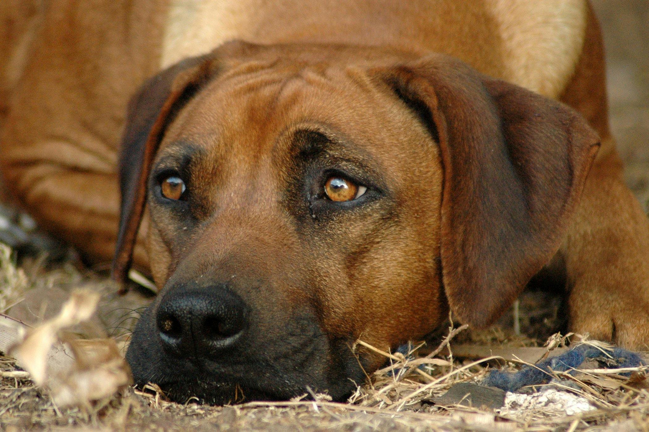 dog eye ointment conjunctivitis