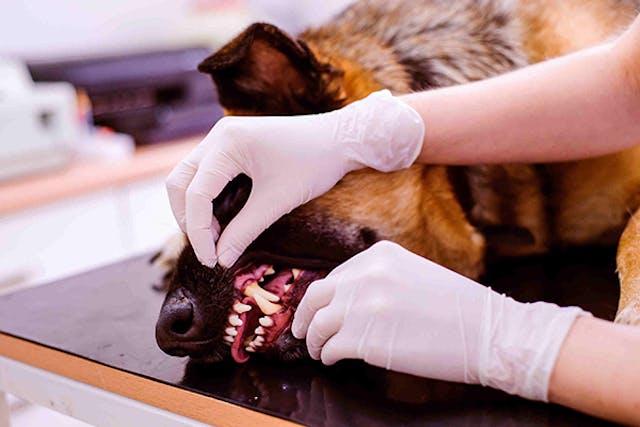 Contagious Ecthyma in Dogs - Symptoms, Causes, Diagnosis, Treatment, Recovery, Management, Cost