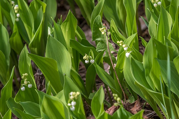 Convallaria Poisoning - Symptoms, Causes, Diagnosis, Treatment, Recovery, Management, Cost