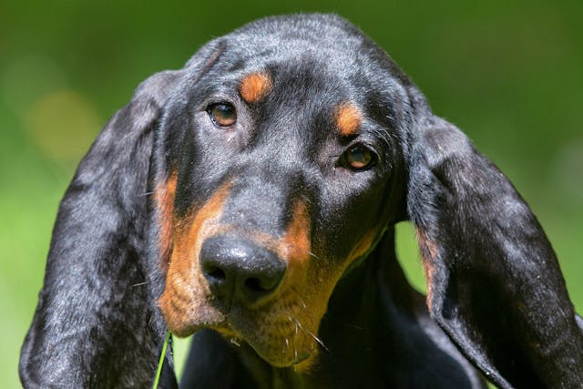 Coonhound Paralysis in Dogs - Symptoms, Causes, Diagnosis, Treatment, Recovery, Management, Cost