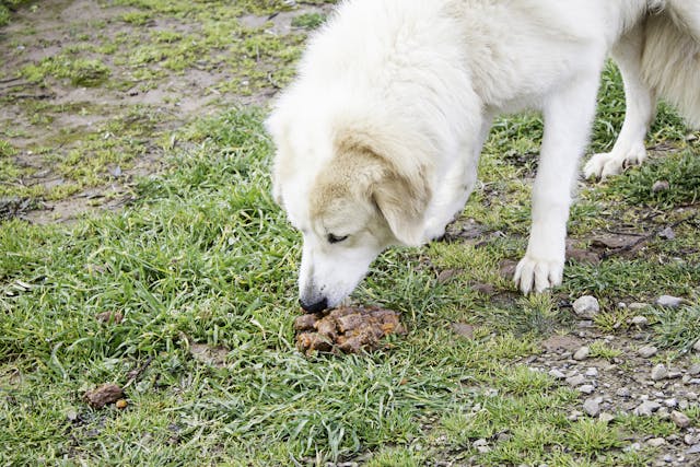 Coprophagia In Dogs Symptoms Causes Diagnosis Treatment Recovery Management Cost Coprophagia In Dogs Symptoms Causes Diagnosis Treatment Recovery Management Cost