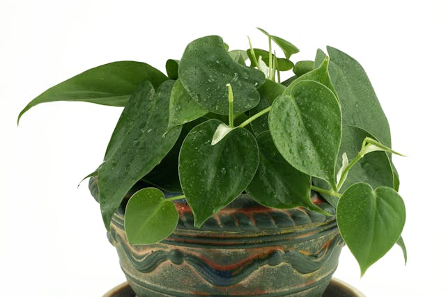 Cordatum Poisoning in Dogs - Symptoms, Causes, Diagnosis, Treatment, Recovery, Management, Cost