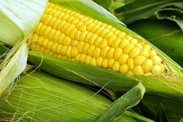 Corn Allergies in Dogs - Symptoms, Causes, Diagnosis, Treatment, Recovery, Management, Cost