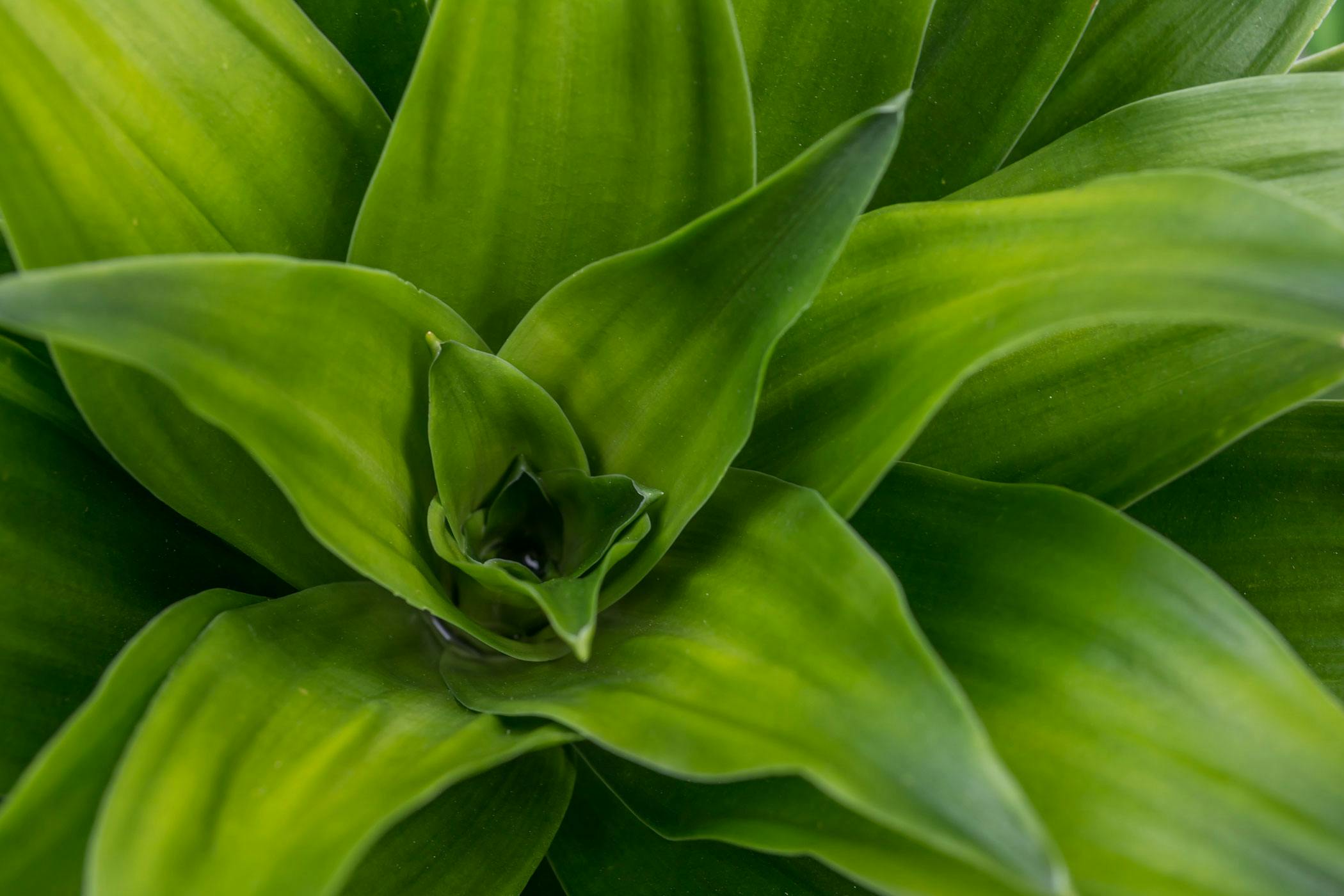 Is corn plant store toxic to dogs