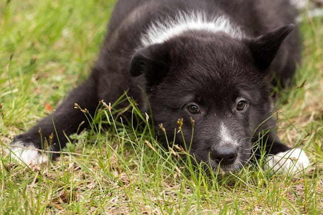 Corrosive Material Injury in Dogs - Symptoms, Causes, Diagnosis, Treatment, Recovery, Management, Cost