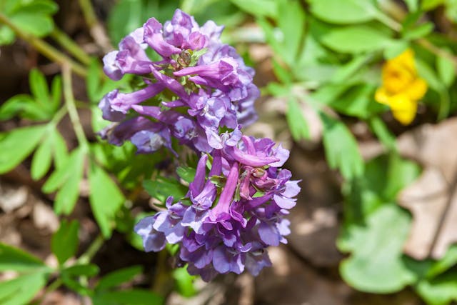 Corydalis Poisoning in Dogs - Symptoms, Causes, Diagnosis, Treatment, Recovery, Management, Cost