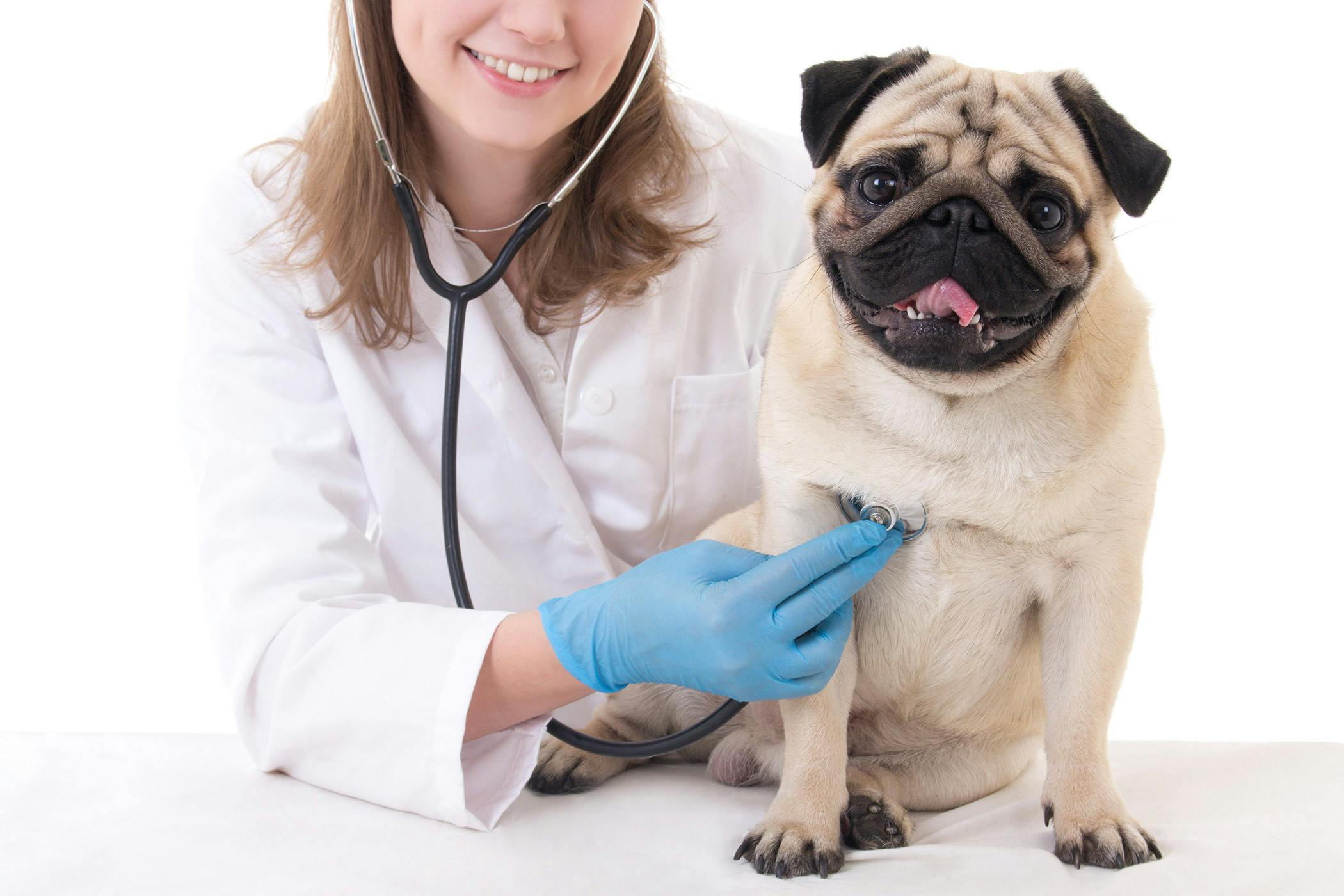 Coughing in Dogs Symptoms Causes Diagnosis Treatment Recovery Management Cost