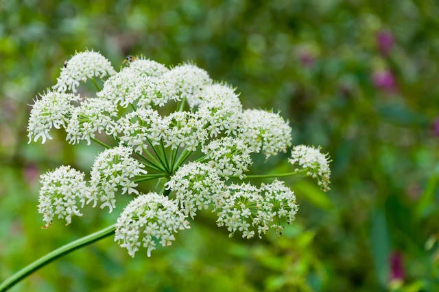 Cow Parsnip Poisoning in Dogs - Symptoms, Causes, Diagnosis, Treatment, Recovery, Management, Cost