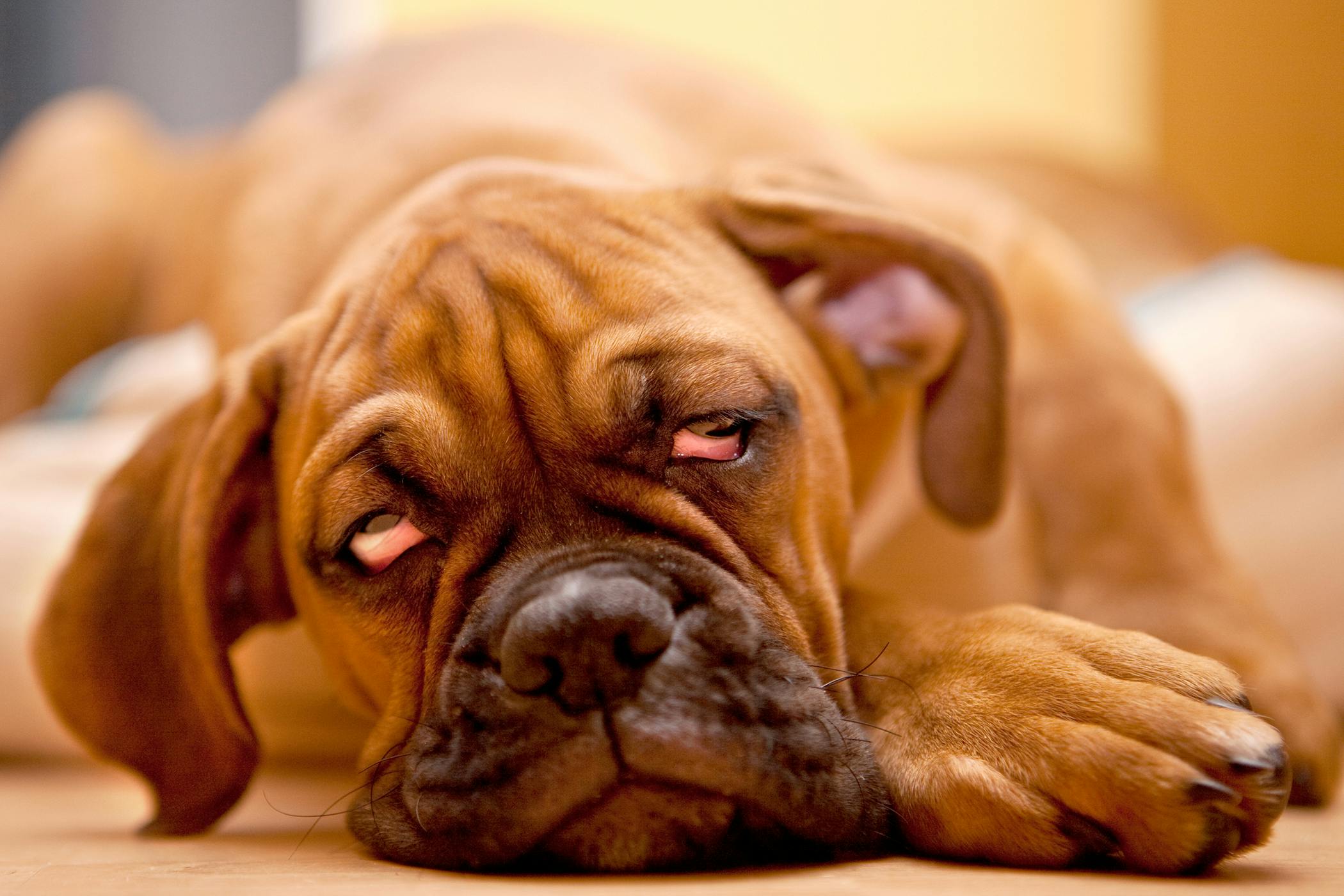 can-puppies-be-cross-eyed