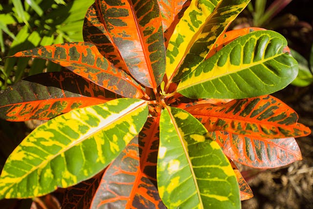Croton Poisoning in Dogs - Symptoms, Causes, Diagnosis, Treatment, Recovery, Management, Cost