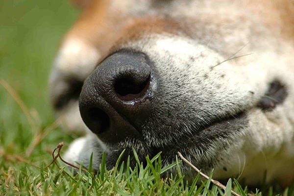 crypto symptoms in dogs