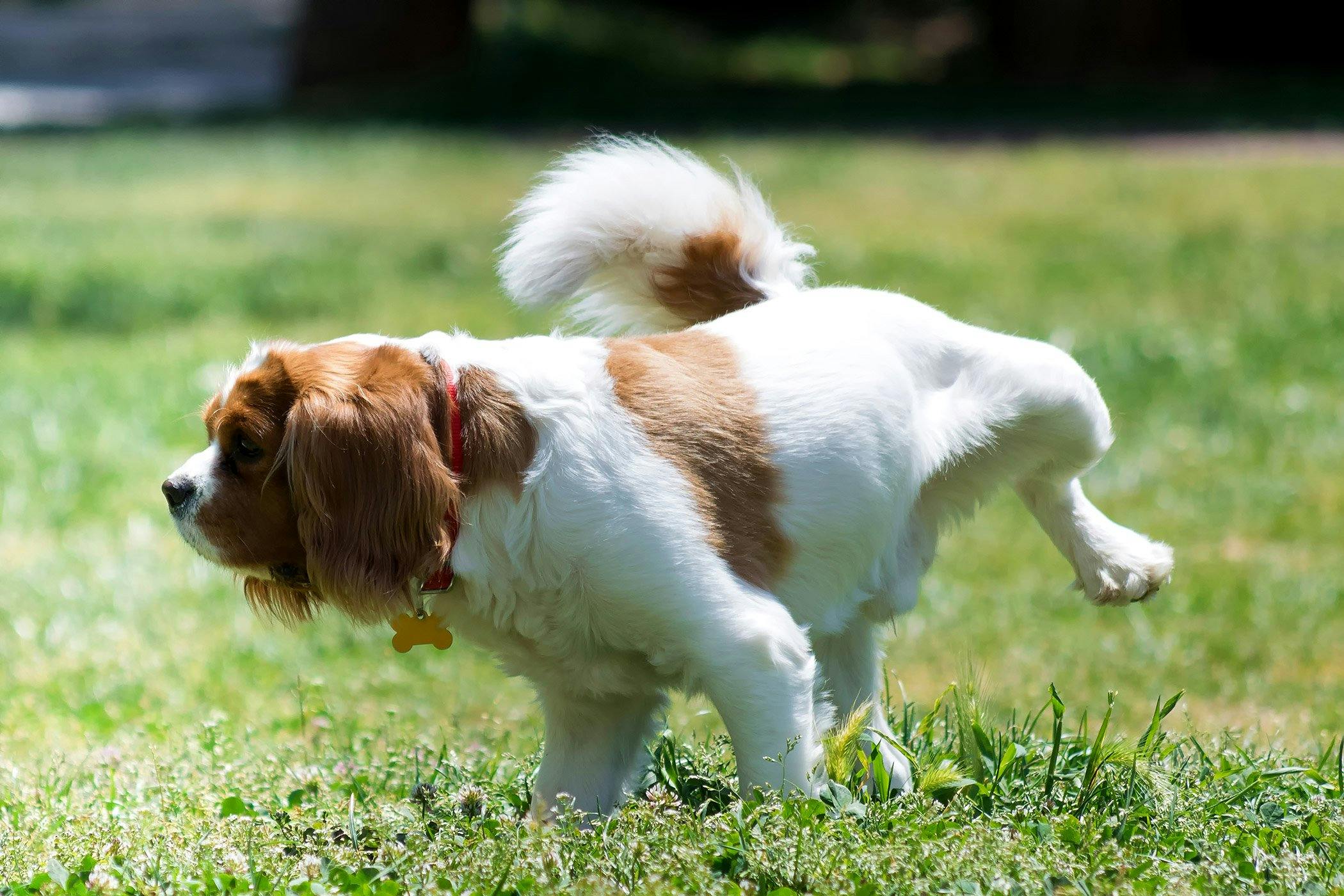 how do you keep a urine sample from a dog