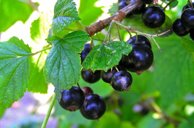 Currants Poisoning in Dogs - Symptoms, Causes, Diagnosis, Treatment, Recovery, Management, Cost