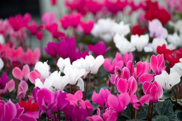 Cyclamen Poisoning in Dogs - Symptoms, Causes, Diagnosis, Treatment, Recovery, Management, Cost