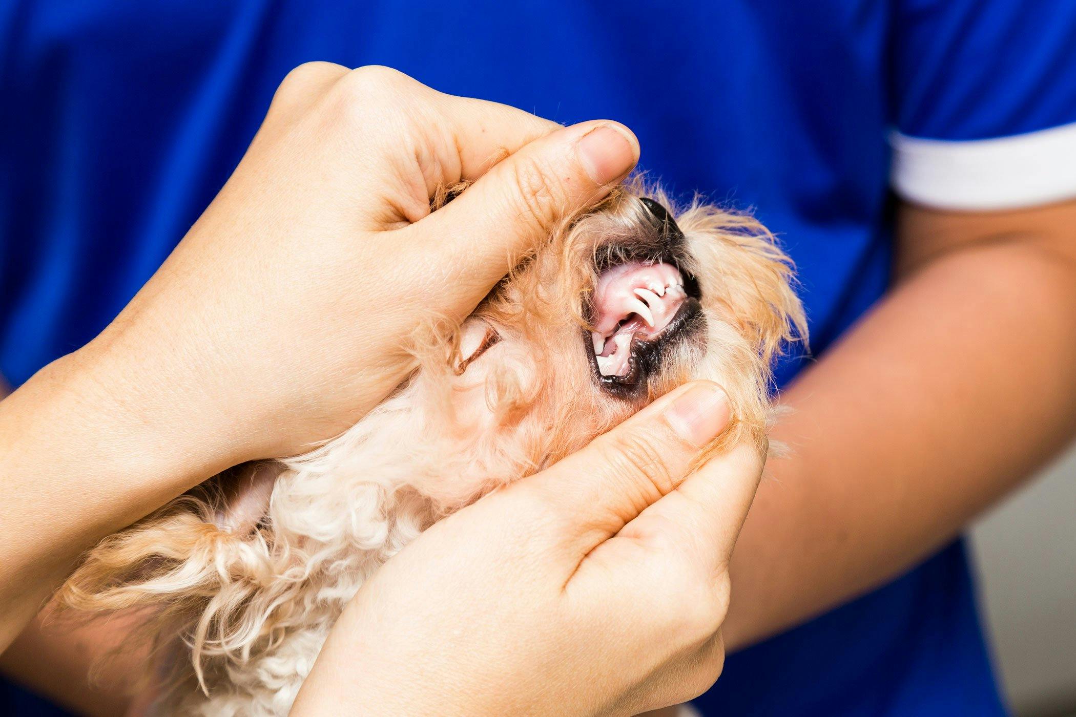 why do vets look at dogs gums