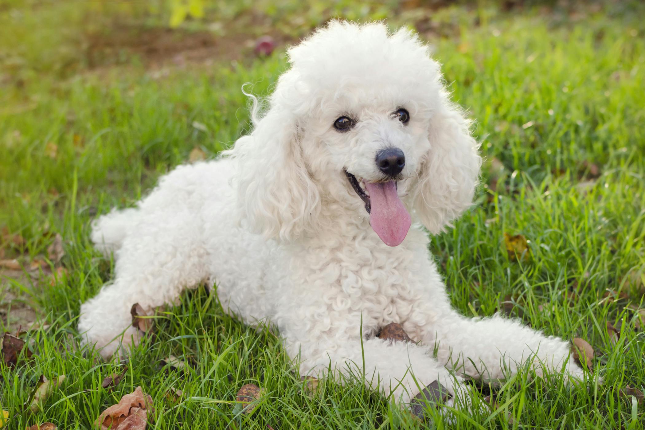 Cystotomy in Dogs - Conditions Treated, Procedure, Efficacy, Recovery, Cost, Considerations, Prevention