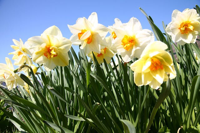 Daffodils Poisoning in Dogs - Symptoms, Causes, Diagnosis, Treatment, Recovery, Management, Cost