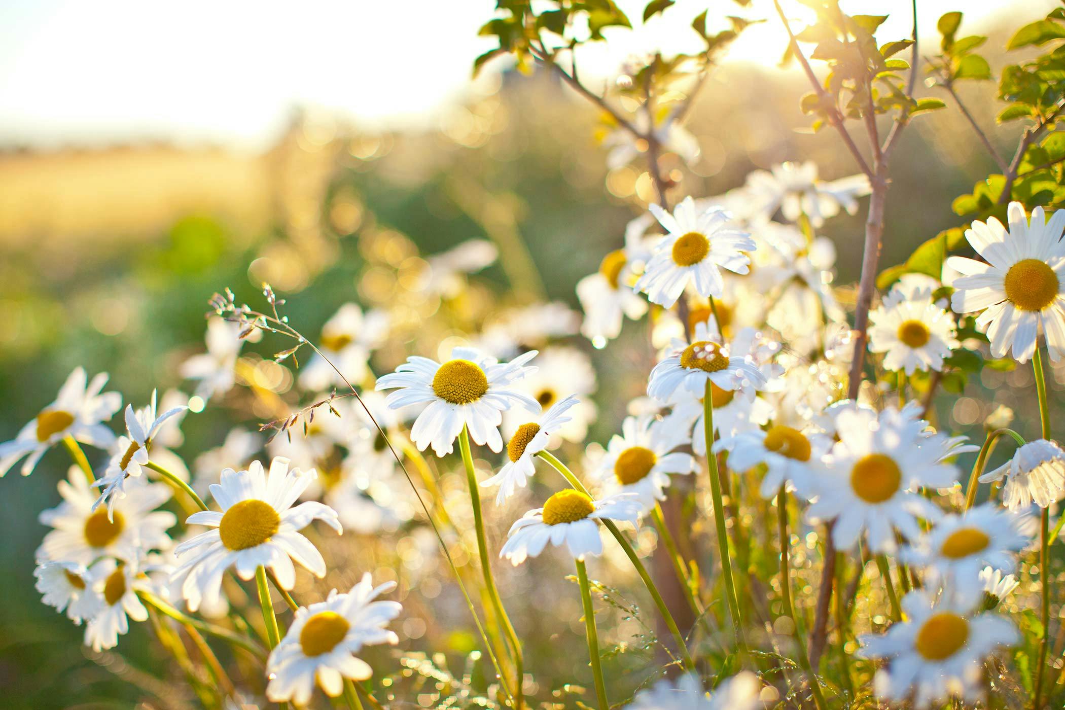 are gerbera daisies poisonous to dogs