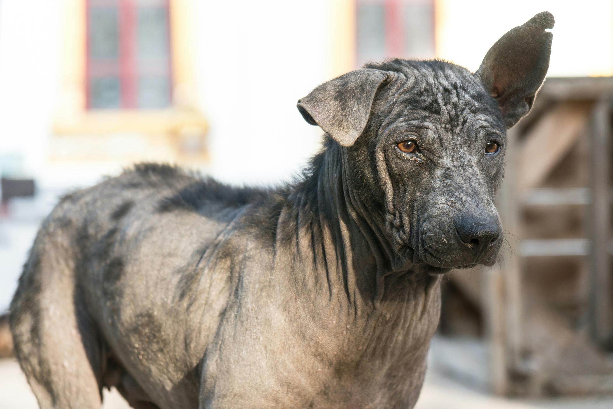 what causes dogs to have dandruff