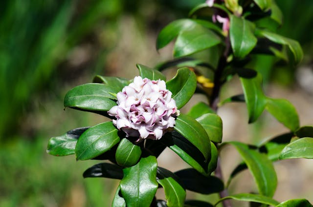 Daphne Poisoning in Dogs - Symptoms, Causes, Diagnosis, Treatment, Recovery, Management, Cost